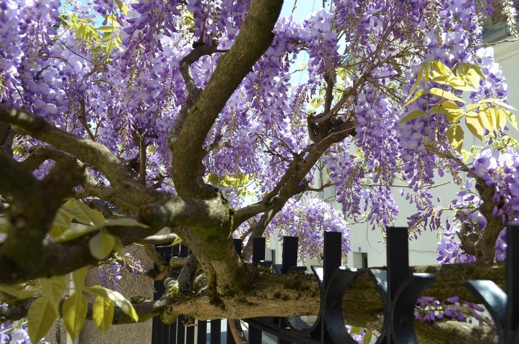 Wisteria Bed & Breakfast Fontainebleau Luaran gambar